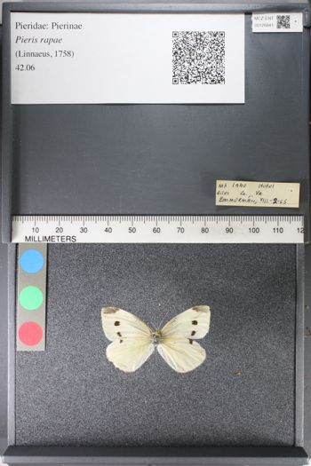 Media type: image;   Entomology 126841